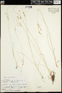 Juncus tenuis image