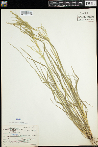 Poa palustris image