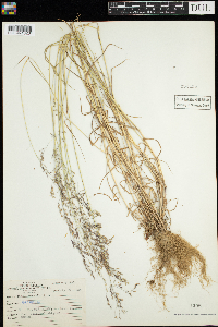 Poa palustris image