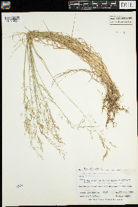 Poa palustris image