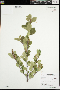 Betula pumila image