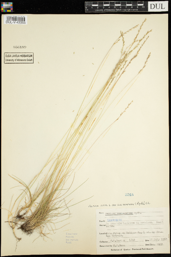 Festuca saximontana var. saximontana image