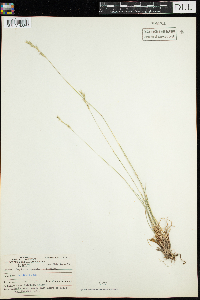 Danthonia spicata image