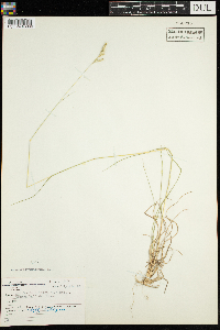 Danthonia spicata image