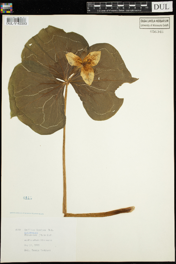 Melanthiaceae image