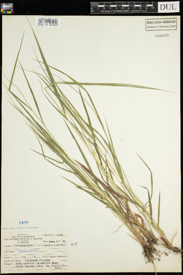 Calamagrostis canadensis image