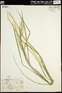 Calamagrostis canadensis image