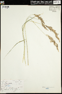 Calamagrostis canadensis image