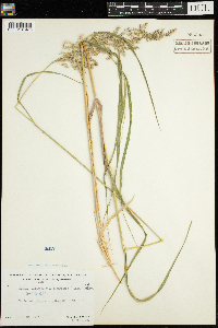 Calamagrostis canadensis image