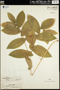 Caulophyllum thalictroides image