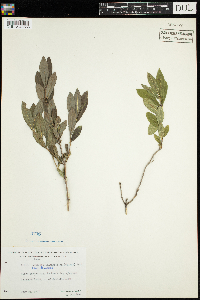 Lonicera oblongifolia image