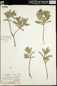 Lonicera oblongifolia image