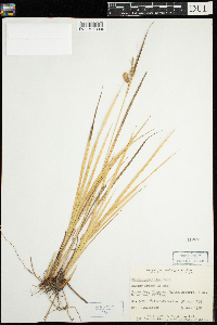 Carex hystericina image