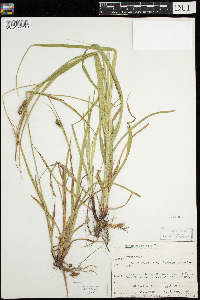 Carex houghtoniana image