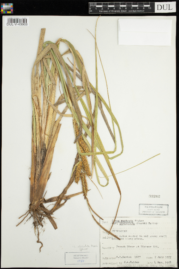 Carex rostrata var. utriculata image