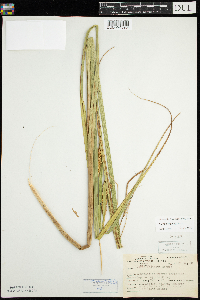 Carex utriculata image