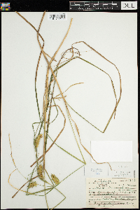 Carex tuckermanii image