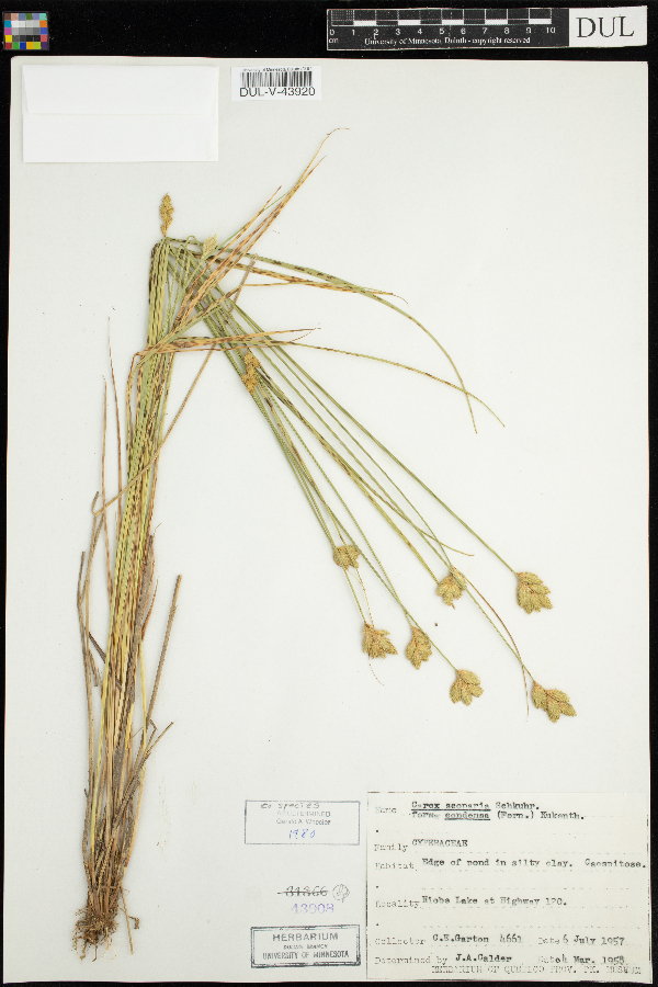 Carex scoparia image