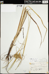 Carex retrorsa image