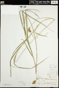 Carex projecta image