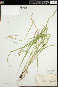 Carex projecta image