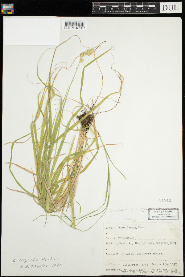 Carex projecta image