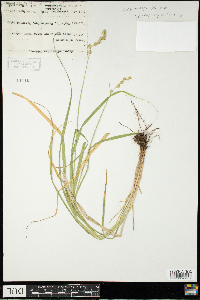 Carex projecta image