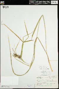 Carex intumescens image