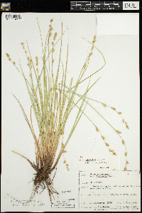 Carex canescens image