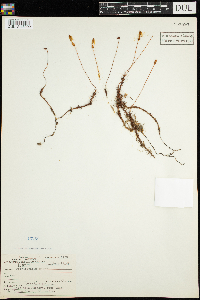 Polytrichum commune image