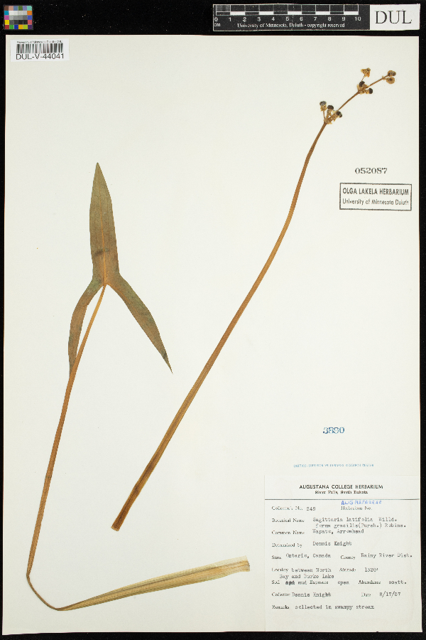 Sagittaria latifolia image