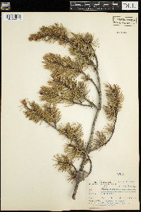 Pinus banksiana image