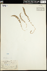 Dryopteris fragrans image