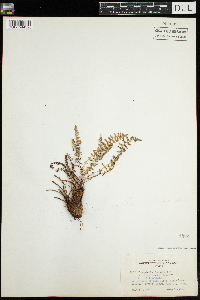 Dryopteris fragrans image