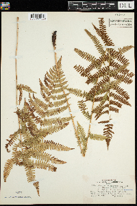 Woodsia oregana image