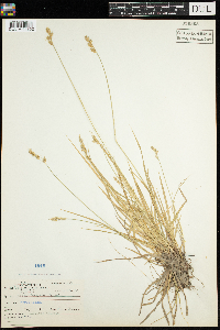 Carex deweyana image