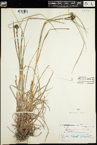 Scirpus cyperinus image