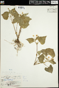 Viola eriocarpa image