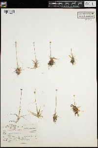 Eriocaulon aquaticum image