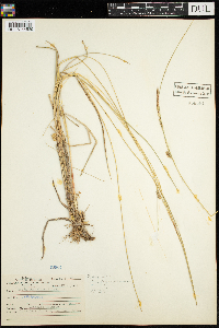 Carex lacustris image