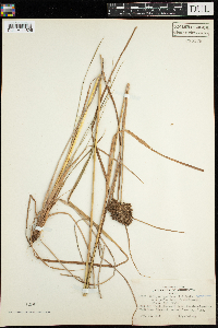 Scirpus cyperinus image