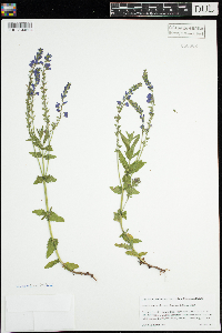 Image of Veronica austriaca