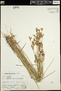 Juncus brevicaudatus image