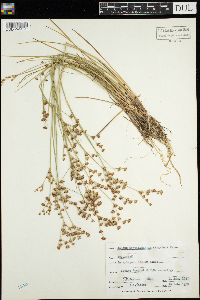 Juncus brevicaudatus image