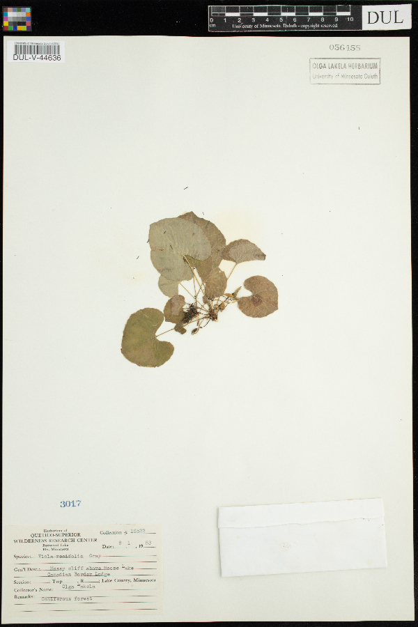 Viola renifolia image