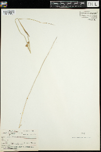 Juncus filiformis image