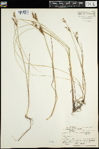 Juncus brevicaudatus image