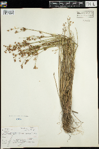 Juncus brevicaudatus image