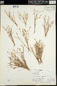 Juncus bufonius image
