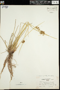 Juncus effusus image